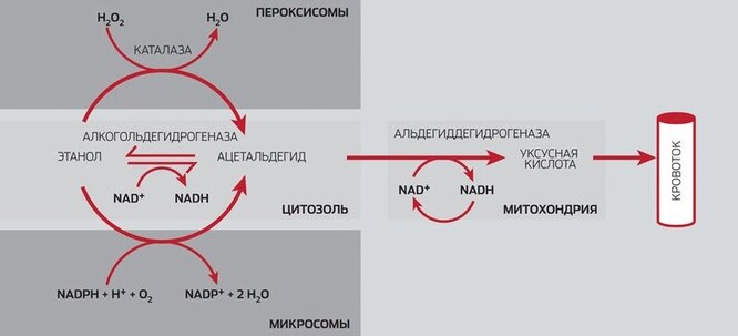 Путь этанола в организме