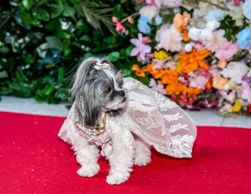 Собаки повторили образы звезд с Met Gala на благотворительном балу: это надо видеть